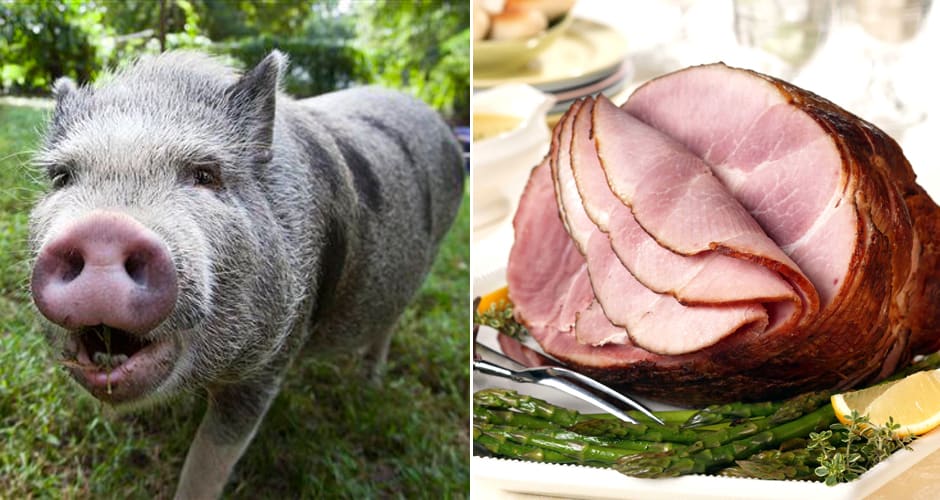 U.S. Pigs Are Too Fat to Be Your Holiday Ham This Year First We Feast