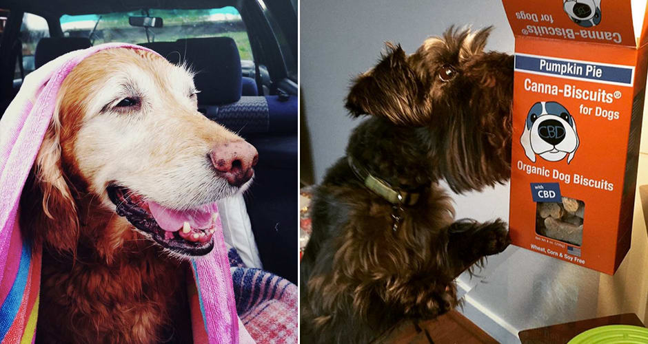 Marijuana Edibles for Pets Has "Massive Market Potential" First We Feast