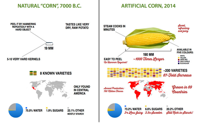Infographic The Drastic Evolution of Fruits and Vegetables First We