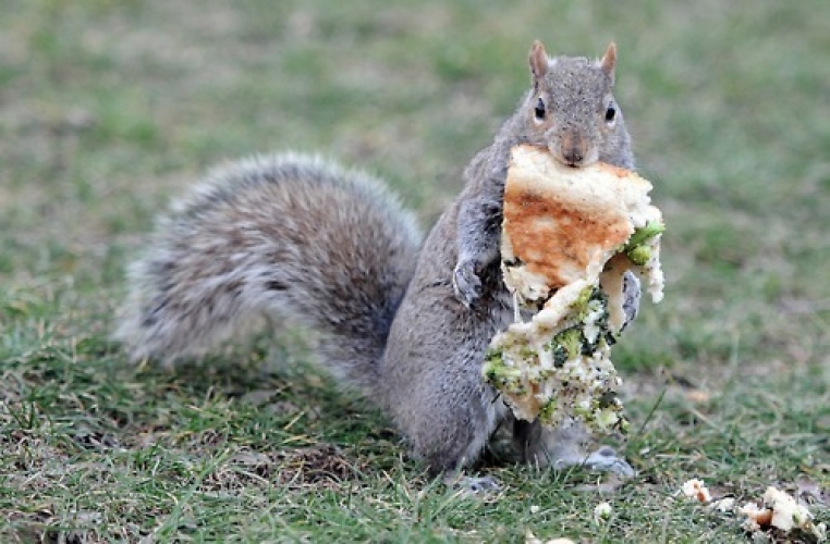 Eat This Tumblr Squirrels Holding Pizza First We Feast