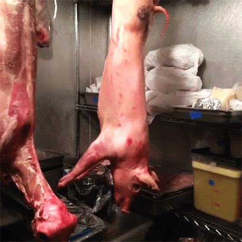 Image result for make gifs motion images of human pigs being slaughtered