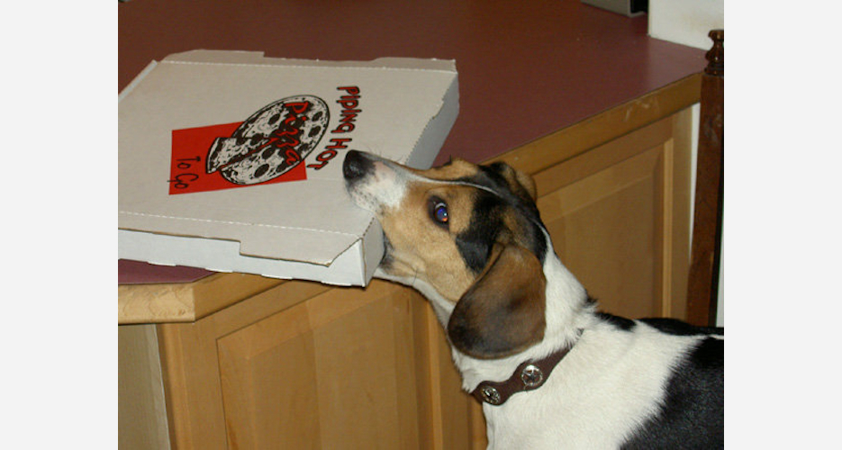 20 Dogs That Are About to Steal Your Food First We Feast