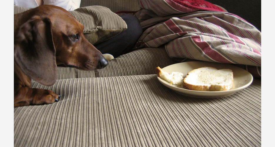 20 Dogs That Are About to Steal Your Food First We Feast