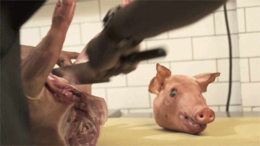 Image result for butchering a pig gifs