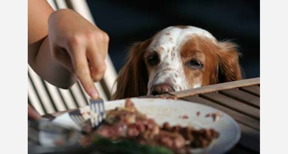 20 Dogs That Are About to Steal Your Food First We Feast