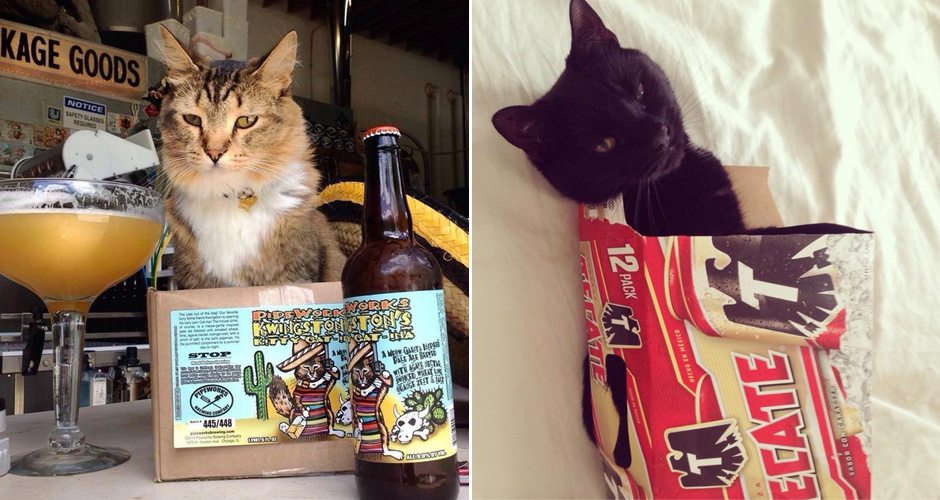 CatsOnTap Is a Twitter Account Devoted Solely to Photos of Cats with
