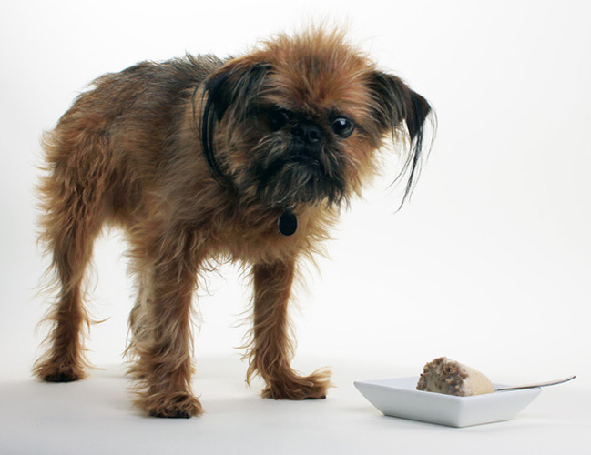 is yogurt bad for dogs this artisanal frozen yogurt for dogs sounds mad we feast is yogurt bad for dogs this artisanal frozen yogurt for dogs sounds mad we feast