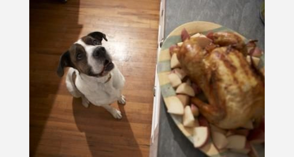 20 Dogs That Are About to Steal Your Food First We Feast