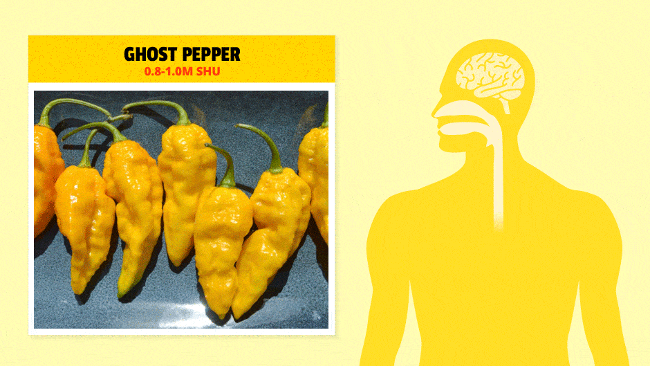 How the Body Responds to Spicy Chile Peppers First We Feast