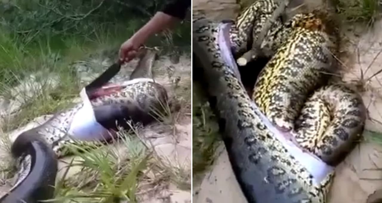 Brazlian Villagers Cut Open Anaconda Discover A Second Anaconda