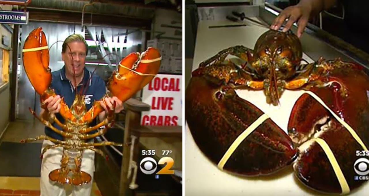 Meet The 23 Pound 95 Year Old Lobster That A Long Island Restaurant Refuses To Cook First We Feast