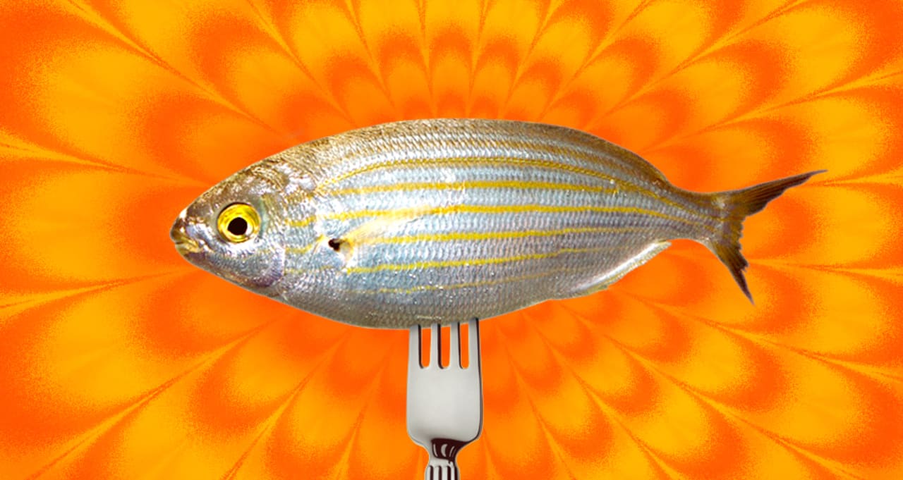 Fin To Get High Eating I Sarpa Salpa I Fish Can Induce Lsd Like Hallucinations First We Feast Izuchayte relizy sarpa salpa na discogs. eating i sarpa salpa i fish