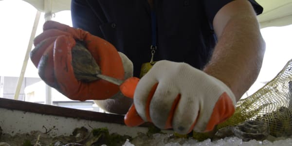 Shucking Gloves - Island Creek Oysters