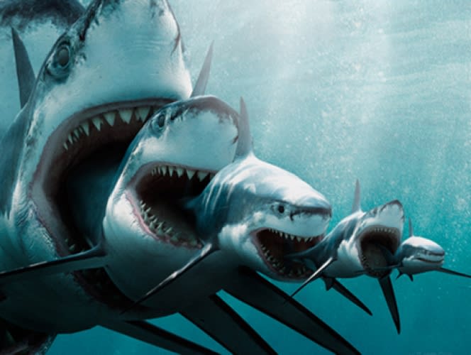 Everything You Need To Know About Eating Shark | First We ...