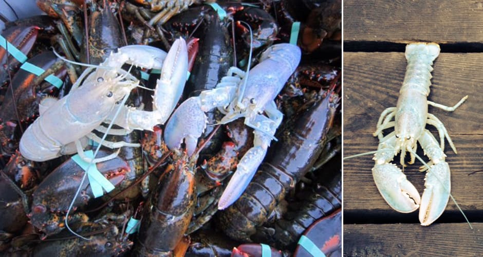 when do the white lobster dunks come out