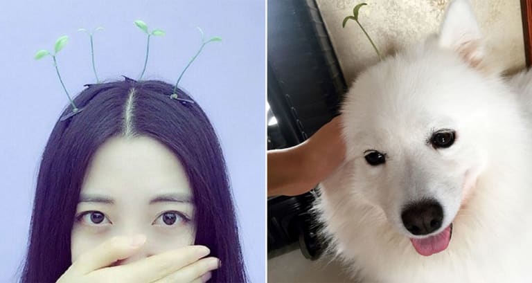 china head sprout