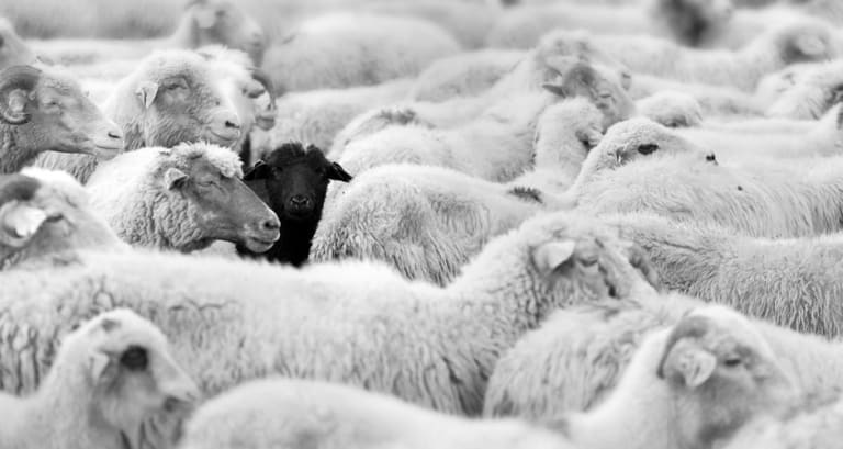 Why Being A Black Sheep Is A Bad Thing And Other Ag Idioms