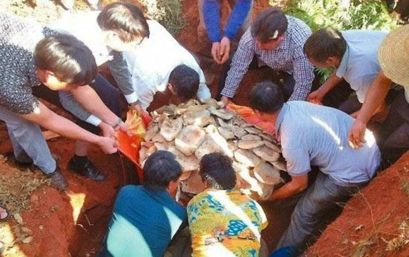 Yunnan Villagers Unearth World's Largest Edible Mushroom | First We Feast