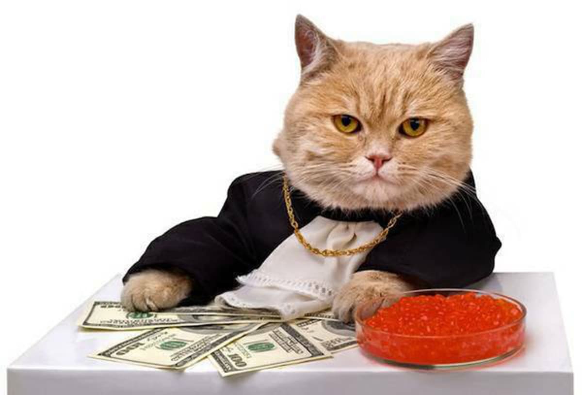 Котик с деньгами картинка
