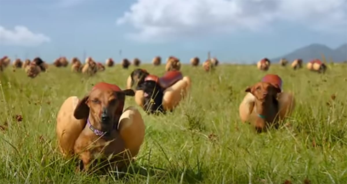 Heinz's Super Bowl Spot Features Adorable, Frolicking Wiener Dogs