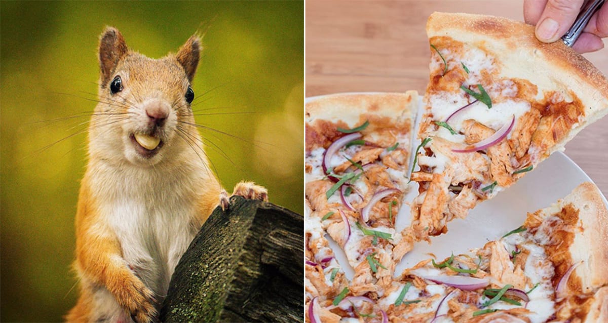 Colorado's PizzaEating Squirrel Knows Good Pie is Not Just For New