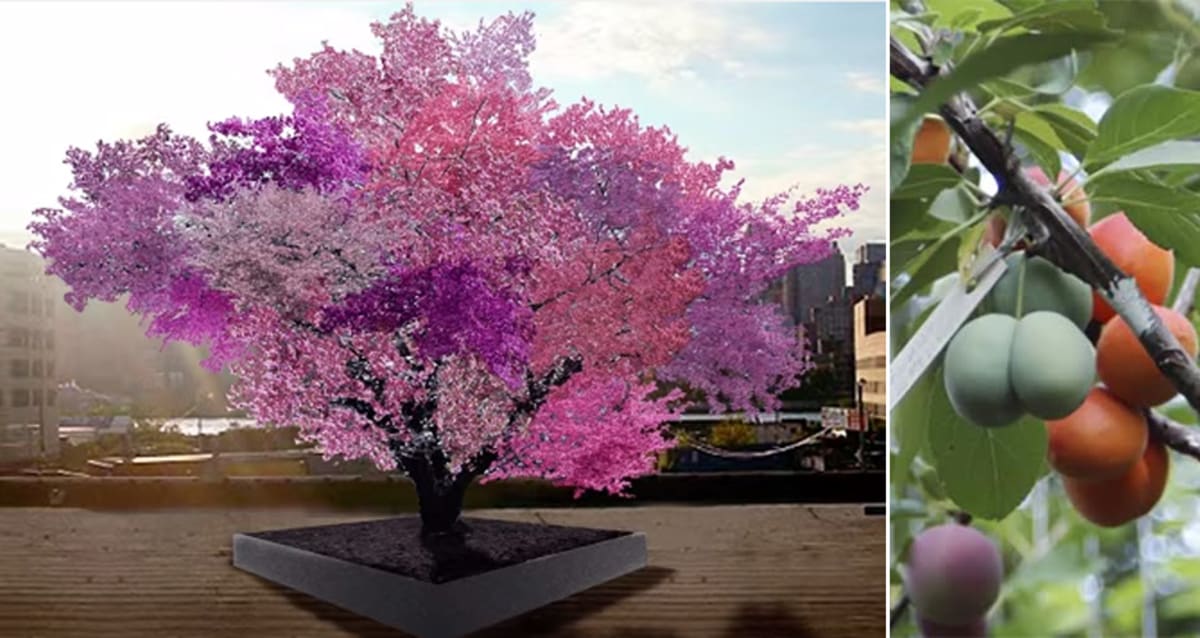 Syracuse Professor Creates One Tree that Grows 40 ...