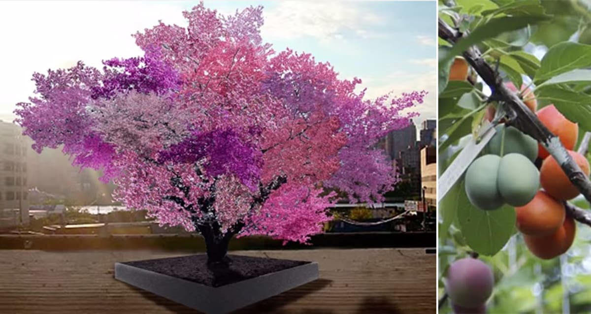 Syracuse Professor Creates One Tree that Grows 40 Different Types of