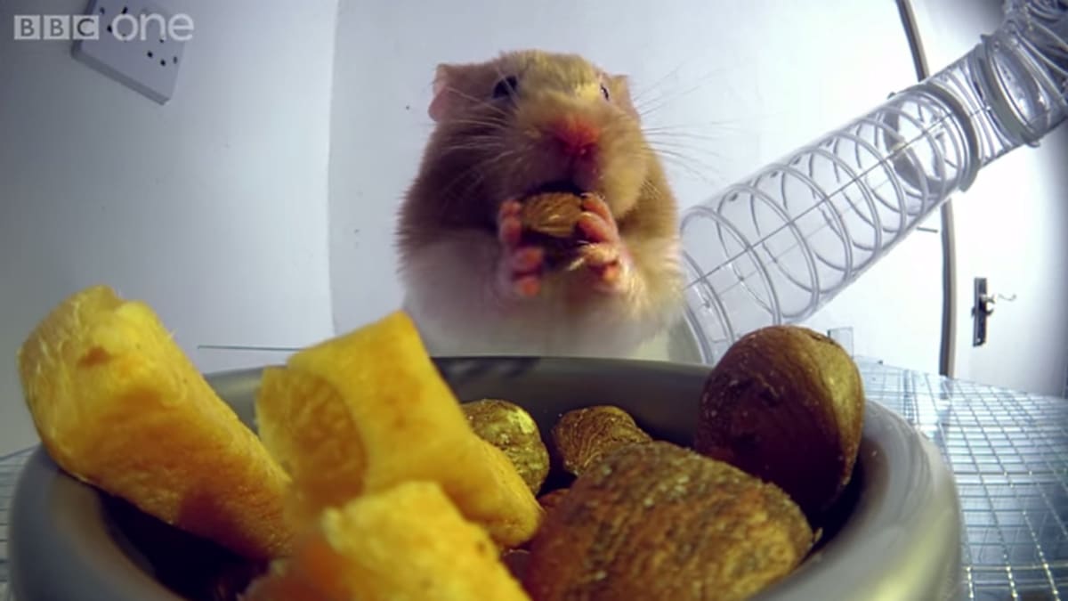How Do Hamsters Stuff All That Food In Their Cheeks? (Video) First We