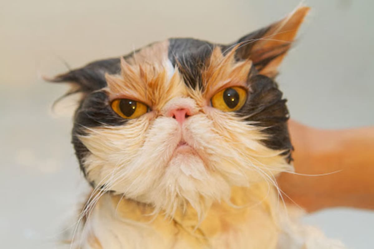 Watch Martha Stewart's Adorable Cats Take a Bath First We Feast