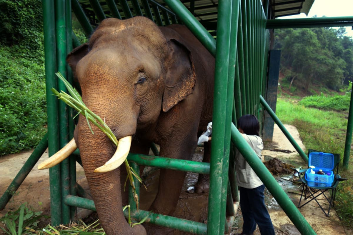 World's Most Expensive Coffee Comes From Elephant Poop First We Feast