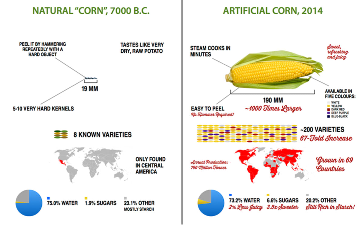 Infographic: The Drastic Evolution of Fruits and Vegetables | First We