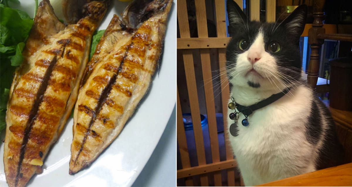 In Japan, Humans and Cats Can Share the Same Delicious Snacks | First