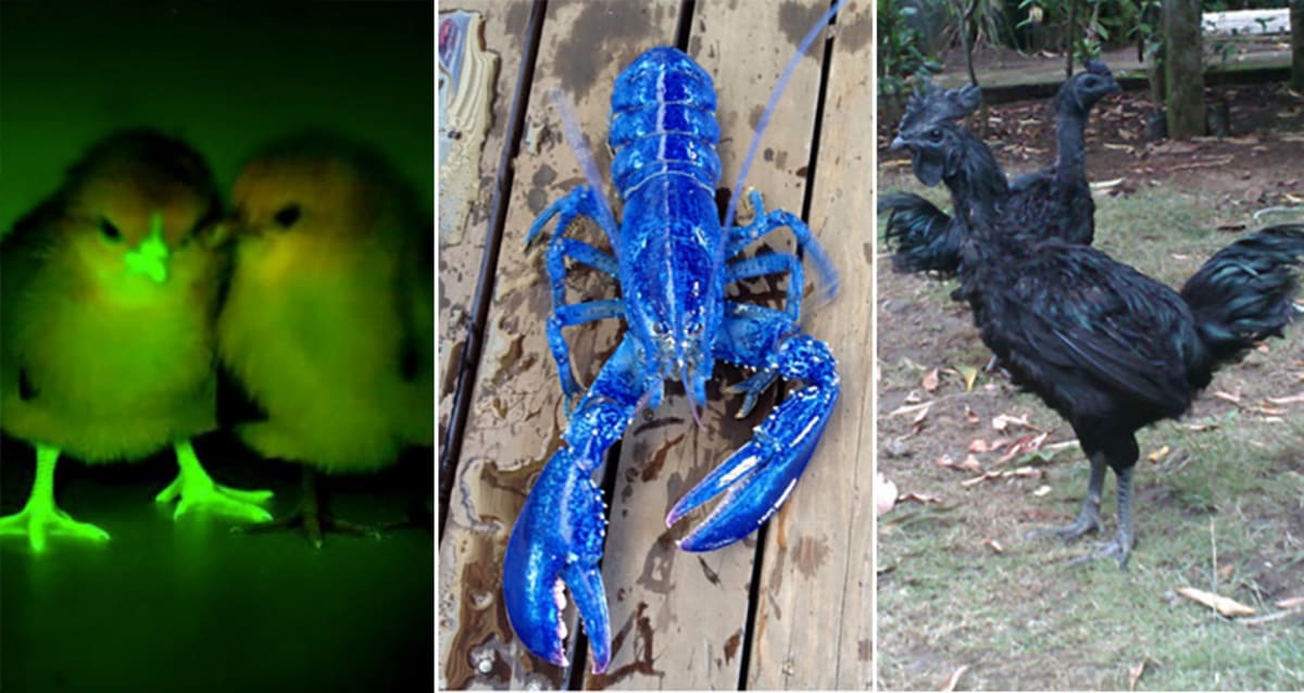 Extremely Rare Animals That You Can Eat, Including $2,500 Chickens and ...