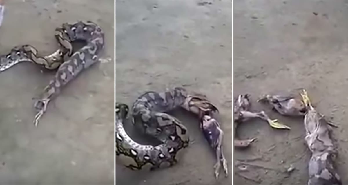 Watch This Spooked Python Regurgitate Five Huge Birds First We Feast