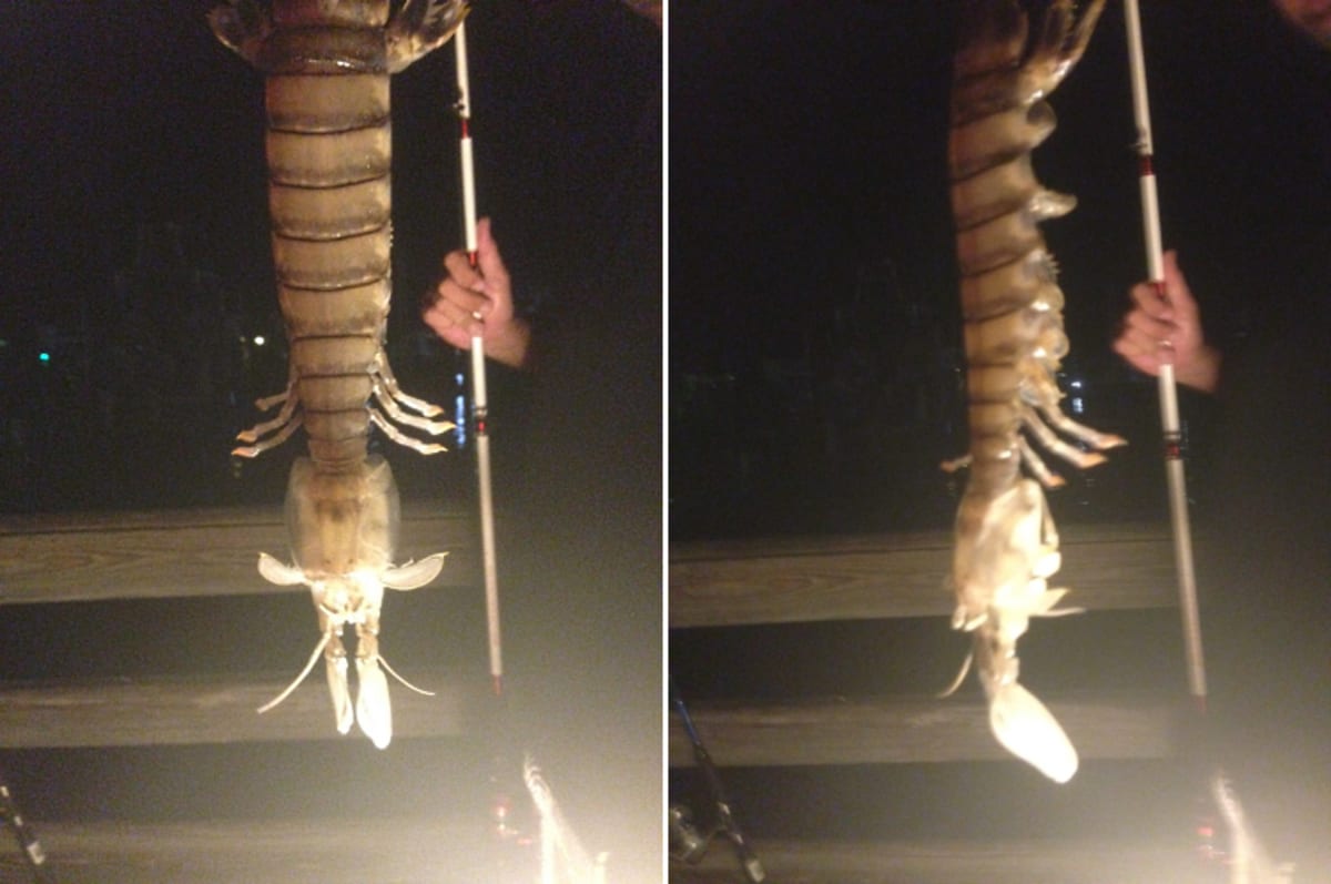 Florida Fisherman Hauls In 18-Inch Long Monster Mantis Shrimp | First We Feast