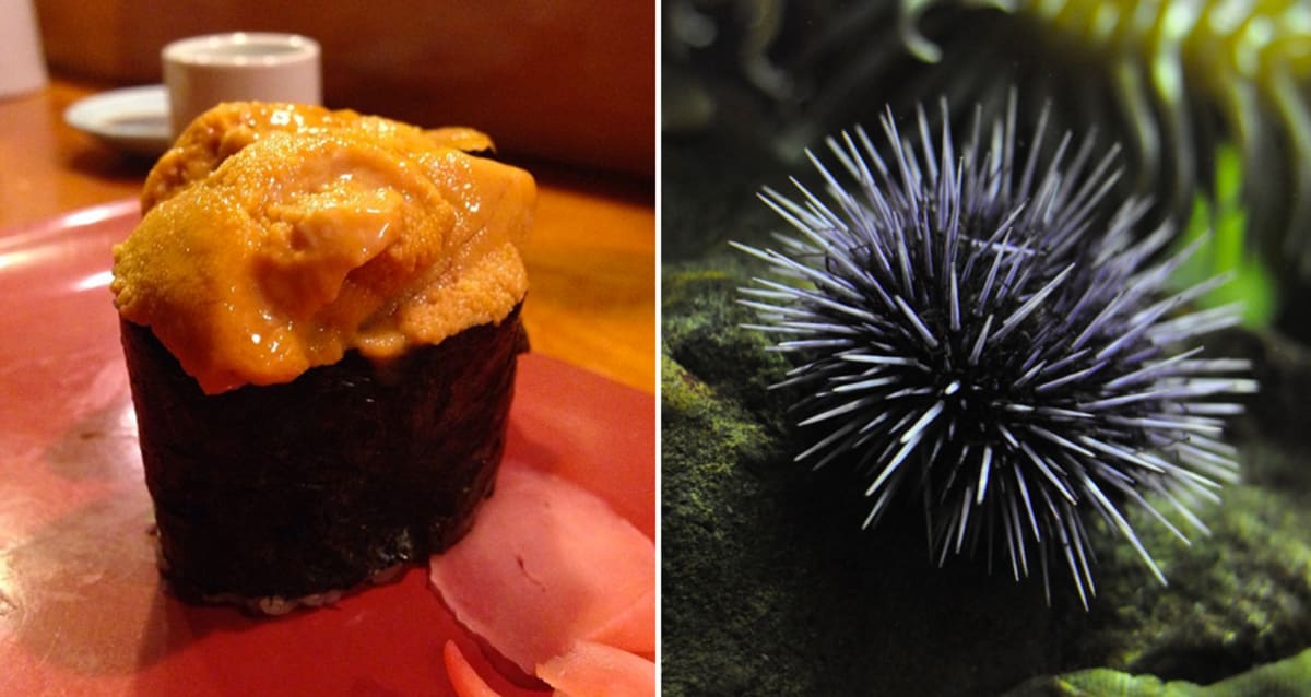 40-sea-urchin-facts-about-these-spiky-creatures-facts