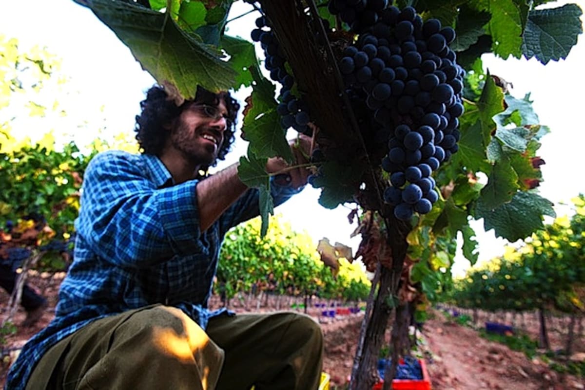 a-new-hebrew-wine-dictionary-marks-the-growth-of-israeli-wine-first