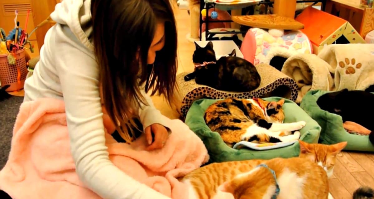 Take a Look Inside the Wild World of Japanese Cat Cafes (Video) First We Feast