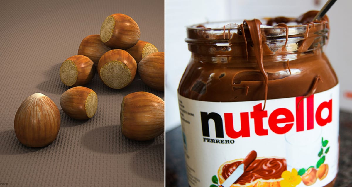 filbert-vs-hazelnut-is-there-a-difference-garden-eco