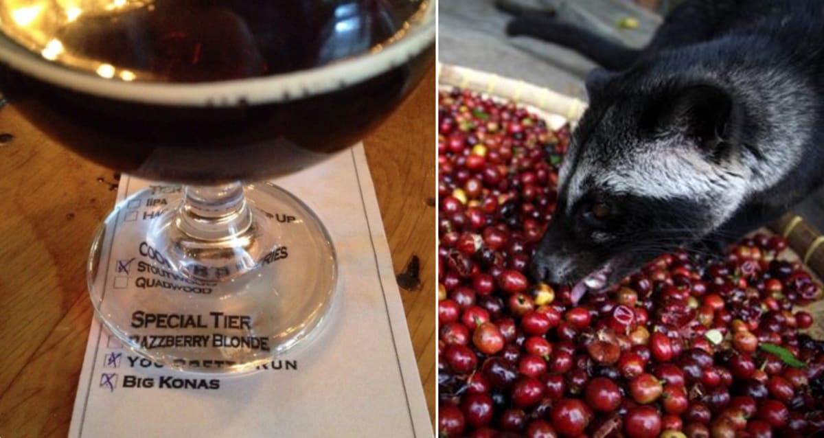 Civet Poop Coffee Fans: There's Now A Craft Beer Brewed With Kopi Luwak ...