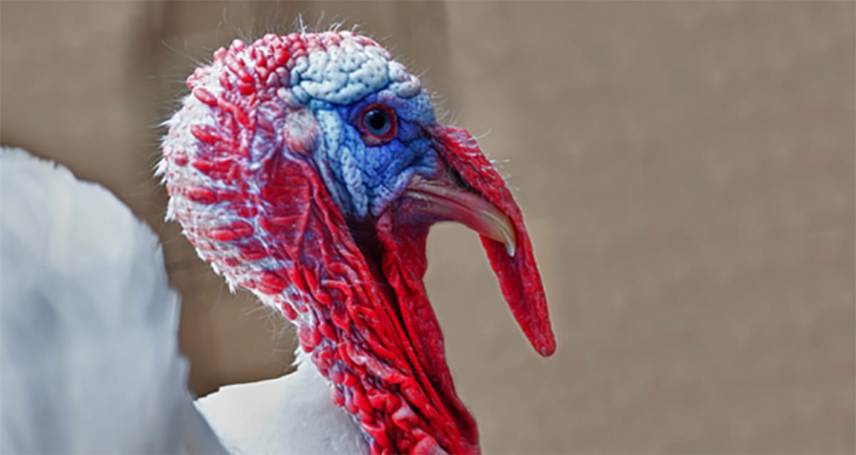 A Historical Tale Of The Pilgrim Who Was Charged For Having Sex With A Turkey First We Feast