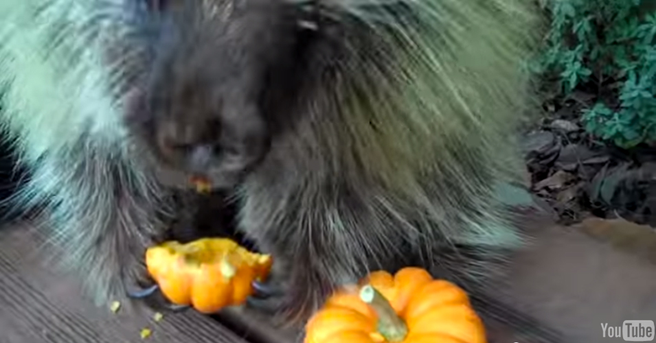 Watch An Overjoyed Porcupine Eat His First Pumpkin First We Feast