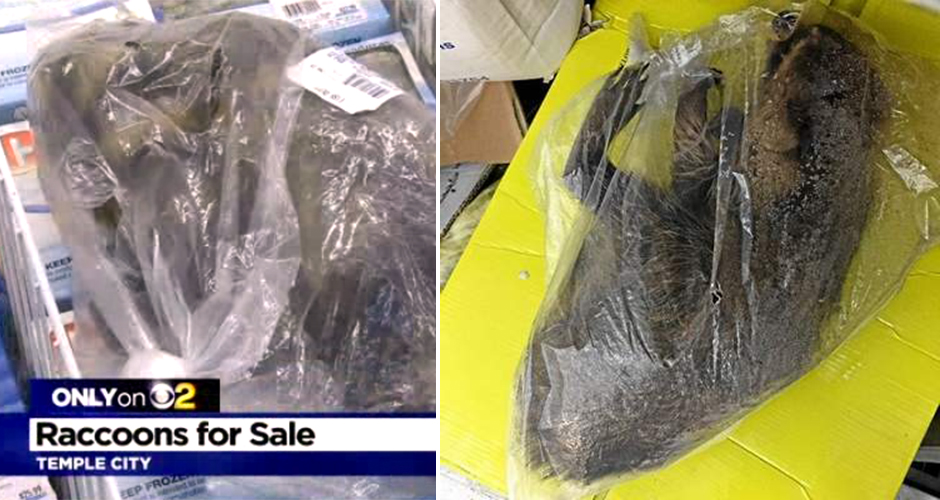 Los Angeles Supermarket Under Investigation For Selling Frozen Racoons First We Feast