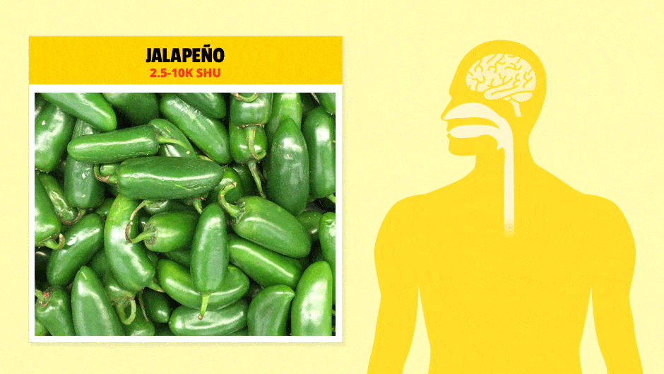 How the Body Responds to Spicy Chile Peppers First We Feast