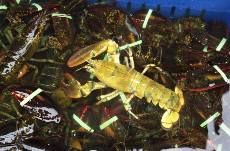 blue and yellow lobster