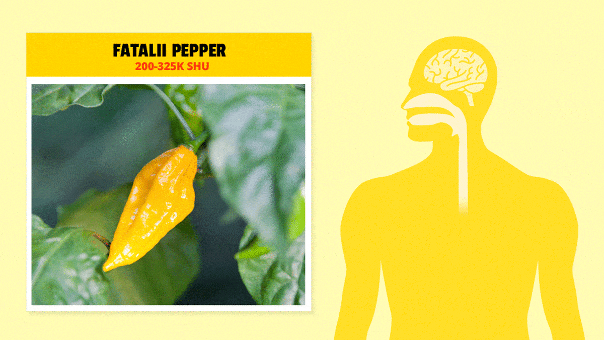 How the Body Responds to Spicy Chile Peppers First We Feast