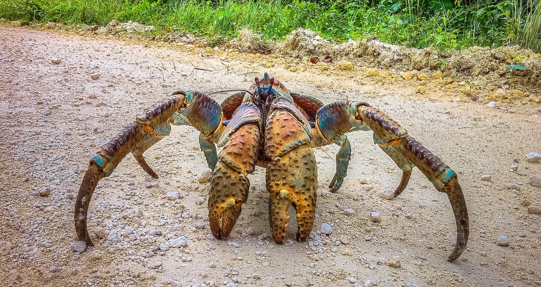 These Giant Crabs Can Grow to Be ThreeFeetLong First We Feast