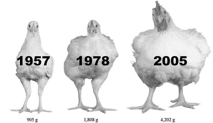 Image result for how did chickens get so damn big